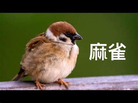 麻雀進屋|【自來麻雀】自來麻雀飛進屋，預示著什麼吉凶禍福？